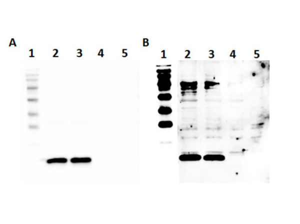 Western Blot using Swine IgG